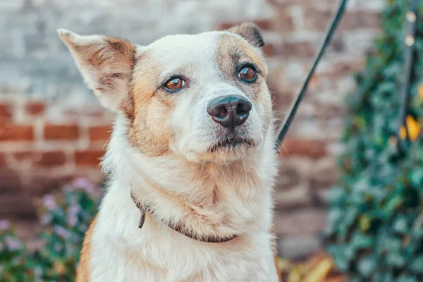 Mongrel Wachten Hond Gebonden Achtergrond Baksteen Muur Zomer Dag — Stockfoto