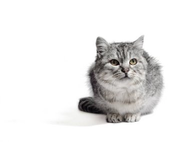 Melez tekir kedi beyaz arka planda oturur ve kafasını kaldırır.