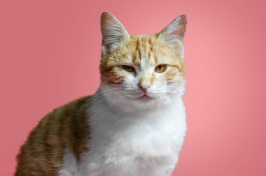 adult sarcastic red and white cat sitting on a pink background clipart