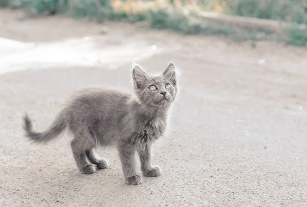 Homeless Fluffy Gray Kitten Stand Street Looks — Stock Photo, Image