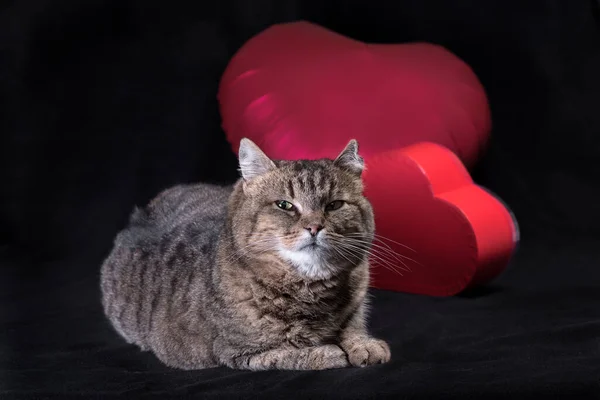 Felice giorno di San Valentino scontento grasso tabby gatto con palloncino a forma di cuore su sfondo nero — Foto Stock