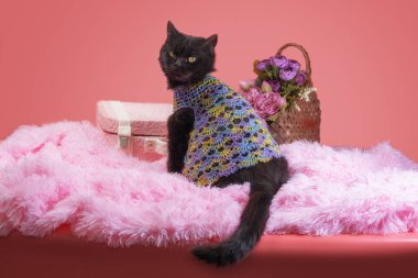 Yetişkin siyah kedi pembe arka planda, çiçekli ve bavullu.