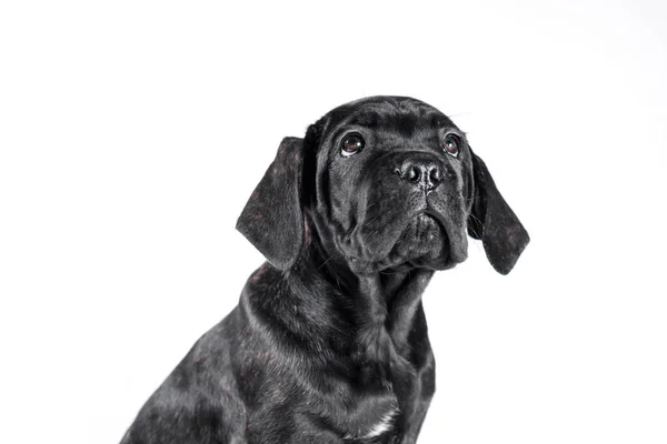 Zwart Riet Corso Puppy Kijken Omhoog Een Witte Achtergrond Geïsoleerd — Stockfoto