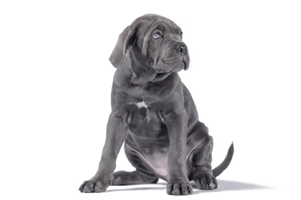 Negro Bastón Corso Cachorro Mirando Hacia Arriba Fondo Blanco Aislado —  Fotos de Stock