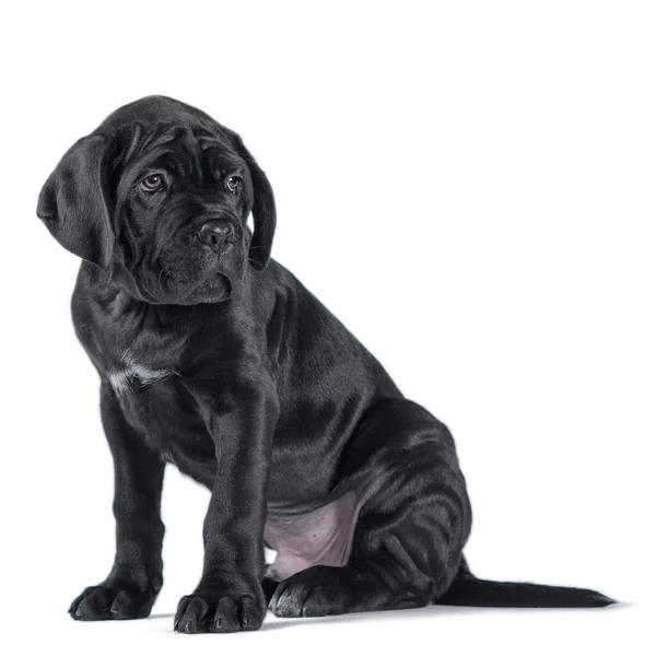 Zwart Riet Corso Puppy Kijken Omhoog Een Witte Achtergrond Geïsoleerd — Stockfoto
