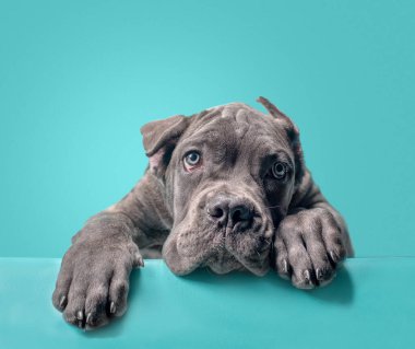 one cane corso puppy on a colored background studio shot isolated clipart