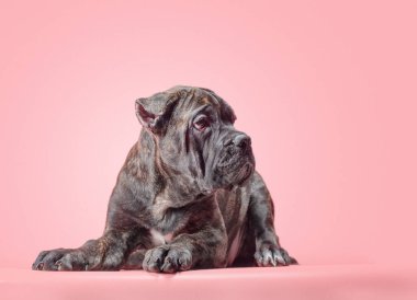 Renkli bir arka plan stüdyosundaki bir corso yavrusu.