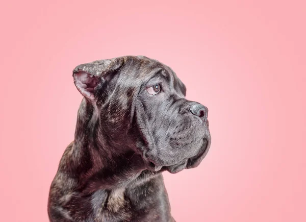 Cachorro Caña Corso Estudio Fondo Color Tiro Aislado —  Fotos de Stock