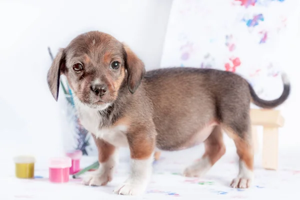 Bastaard Puppy Met Penselen Verf Ezel Met Een Afbeelding Lichte — Stockfoto