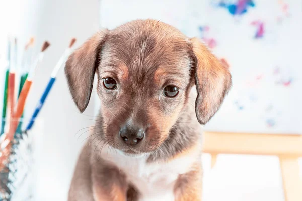 Cachorro Mestizo Con Pinceles Pinturas Caballete Con Una Imagen Sobre —  Fotos de Stock