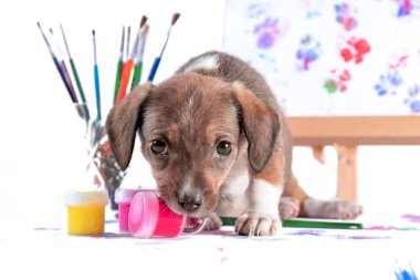Melez köpek yavrusu beyaz arka planda bir kavanoz boya kemiriyor.