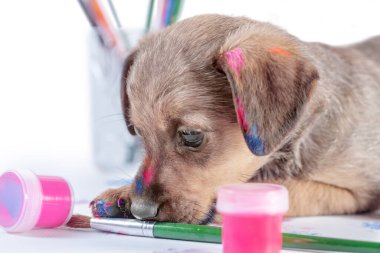 Köpek yavrusu beyaz arka planda bir boya fırçası kemiriyor.