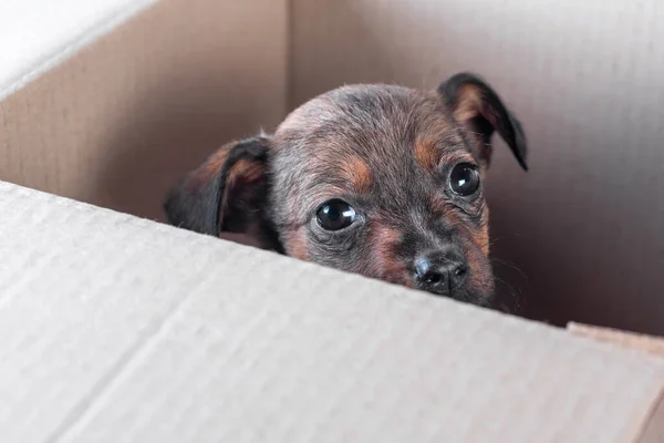 Front View Sad Mongrel Puppy Foundling Cardboard Box — Stock Photo, Image