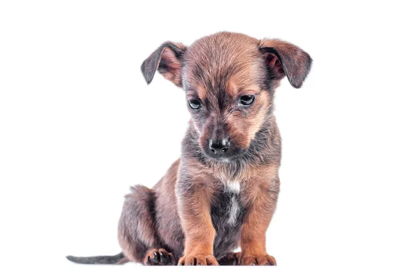 Aislado Triste Cachorro Marrón Mestizo Bajó Cabeza Sienta Sobre Fondo —  Fotos de Stock