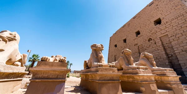 Staré Sochy Mnoha Ovcí Chrámu Karnak Luxor Egyptě — Stock fotografie