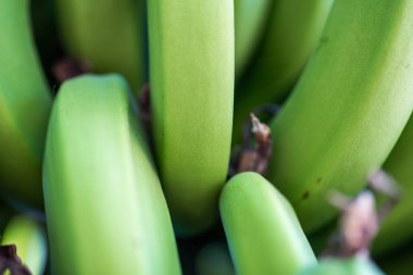 Taze muz arkaplanını kapatın.