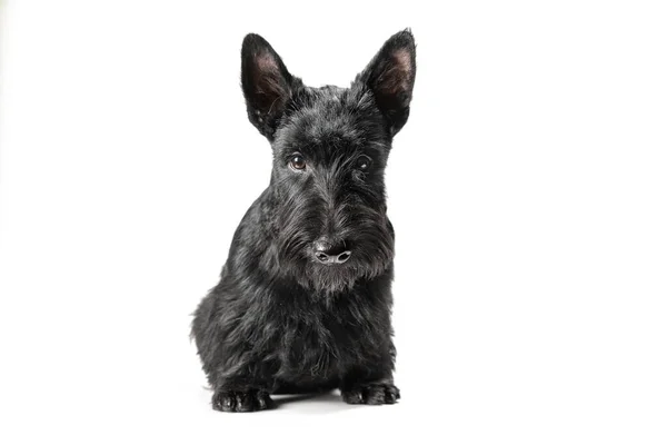 Czarny Szkocki Terrier Szczeniak Białym Tle Studio Strzał — Zdjęcie stockowe