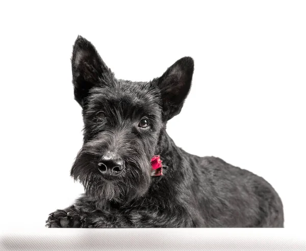 Preto Escocês Terrier Filhote Cachorro Fundo Branco Estúdio Tiro — Fotografia de Stock