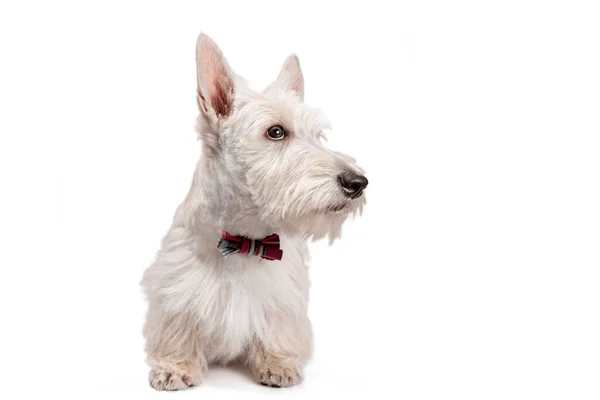 Blanco Escocés Terrier Cachorro Una Luz Fondo Estudio Disparo —  Fotos de Stock