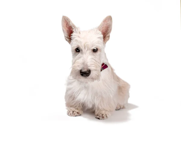 Bianco Scozzese Terrier Cucciolo Leggero Sfondo Studio Colpo — Foto Stock