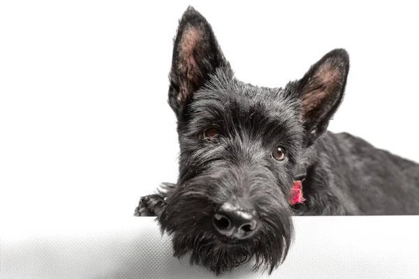 Czarny Szkocki Terrier Szczeniak Białym Tle Studio Strzał — Zdjęcie stockowe