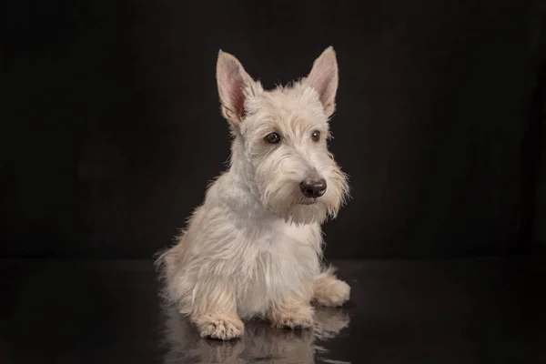 Biały Szkocki Terrier Szczeniak Ciemnym Tle Studio Strzał — Zdjęcie stockowe