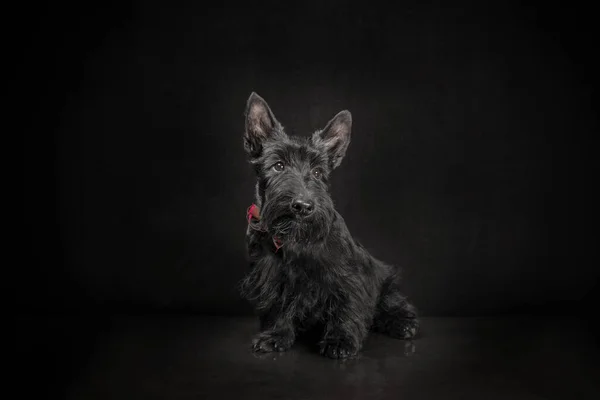 Negro Escocés Terrier Cachorro Oscuro Fondo Studio Shot —  Fotos de Stock