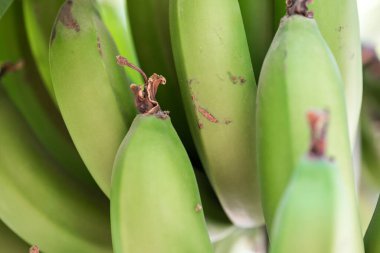 Taze muz arkaplanını kapatın.