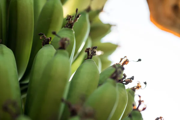 Padrão Fresco Natural Bananas Comida Fundo Close — Fotografia de Stock