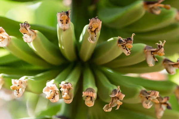 Padrão Fresco Natural Bananas Comida Fundo Close — Fotografia de Stock