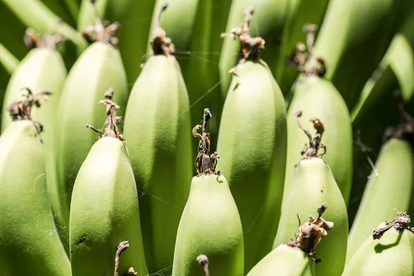 Padrão Fresco Natural Bananas Comida Fundo Close — Fotografia de Stock