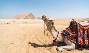 Giza Mısır 'daki Cheops piramidinin arka planına yakın planda, insansız bir deve portresi.