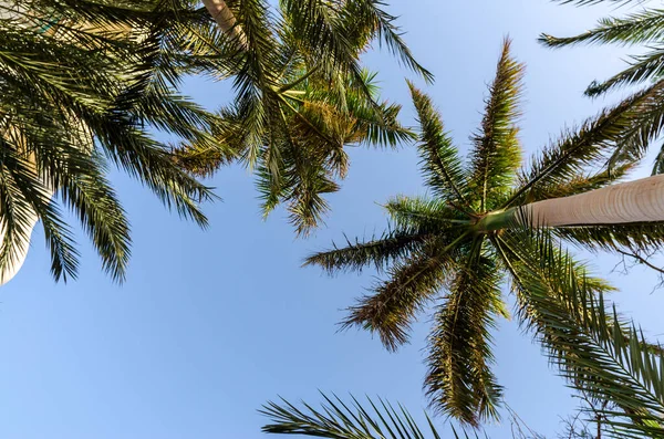 tropical pattern high palm trees pattern on white background