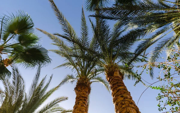 热带模式白色背景的高棕榈树模式 — 图库照片