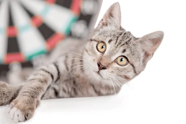 Schele Tabby Kitten Naast Darts Spel — Stockfoto