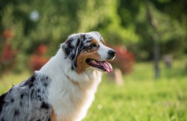 Safkan Avustralyalı çoban köpeği bir yaz günü parkta yürüyüşe çıkmış.