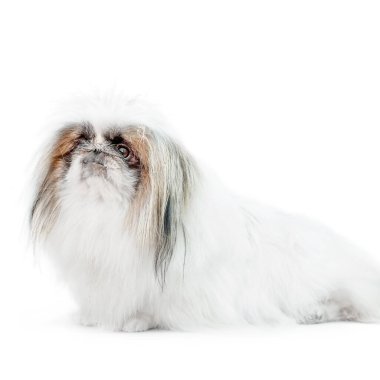 Beyaz arka planda izole edilmiş bir Pekin köpeği.