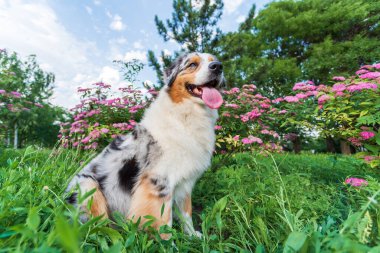 Safkan Avustralyalı çoban köpeği bir yaz günü parkta yürüyüşe çıkmış.