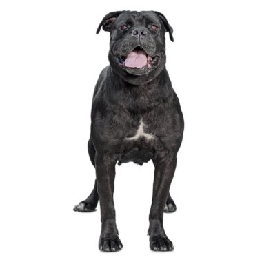Beyaz arka plan stüdyo çekimlerinde izole edilmiş bir baston corso köpeği.