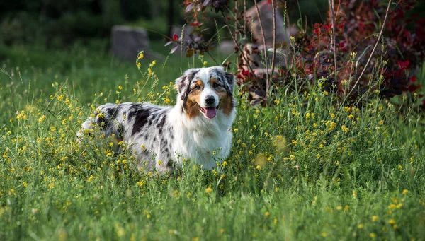 Chien Berger Australien Race Pure Promenade Dans Parc Jour Été — Photo