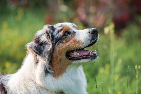 Rasechte Australische Herdershond Tijdens Een Wandeling Het Park Een Zomerse — Stockfoto