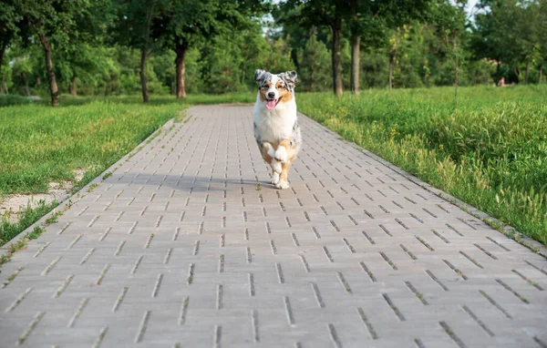 Chien Berger Australien Race Pure Promenade Dans Parc Jour Été — Photo