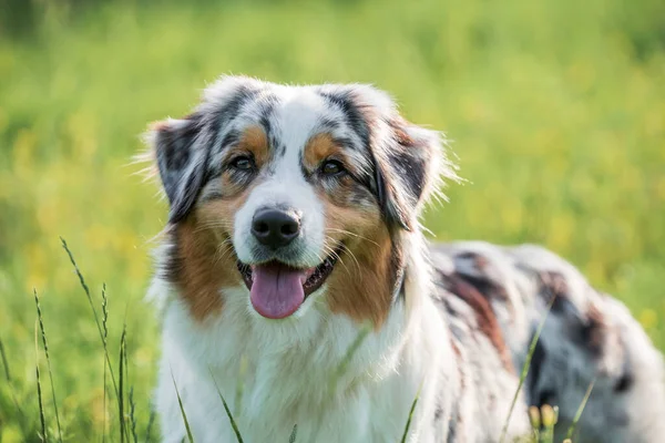 Rasechte Australische Herdershond Tijdens Een Wandeling Het Park Een Zomerse — Stockfoto