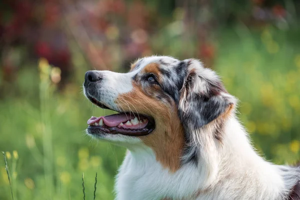 Rasechte Australische Herdershond Tijdens Een Wandeling Het Park Een Zomerse — Stockfoto