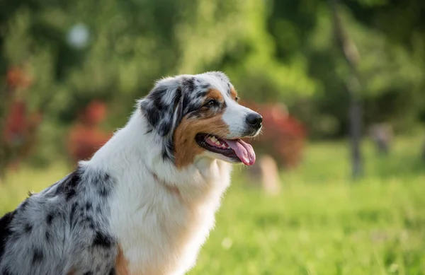 Rasechte Australische Herdershond Tijdens Een Wandeling Het Park Een Zomerse — Stockfoto