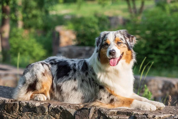 Cane Pastore Australiano Razza Una Passeggiata Nel Parco Una Giornata — Foto Stock