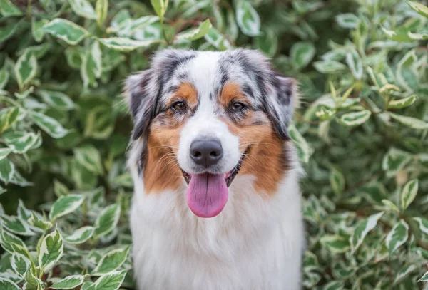 Cane Pastore Australiano Razza Una Passeggiata Nel Parco Una Giornata — Foto Stock