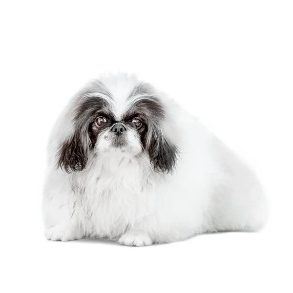 Cão Pekingese Isolado Fundo Branco Estúdio Tiro — Fotografia de Stock