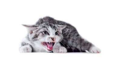 Beyaz arka planda kızgın tekir kedi