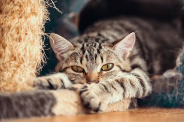 Çizgili tekir kedicik kediler için bez parçasıyla oynuyor